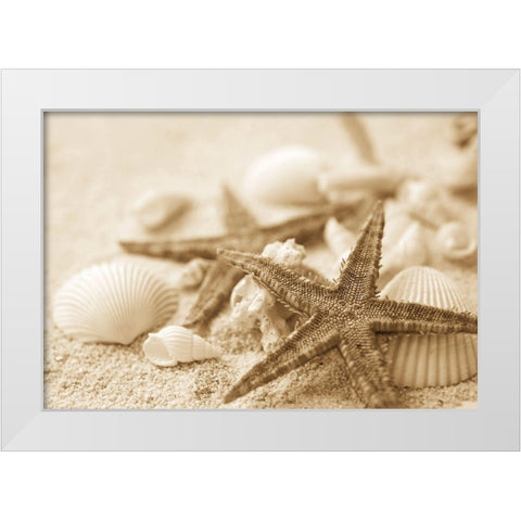 Starfish and Seashells White Modern Wood Framed Art Print by Anonymous