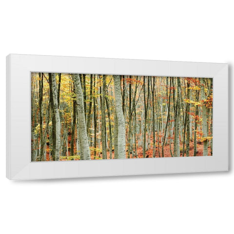 Beech Forest White Modern Wood Framed Art Print by Mavroudakis