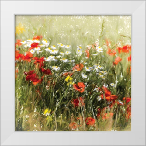Poppy Field White Modern Wood Framed Art Print by Cottingham, J.