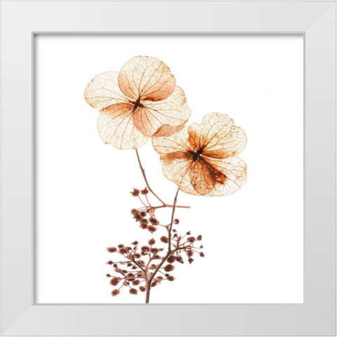 Petal Blooms White Modern Wood Framed Art Print by Anonymous