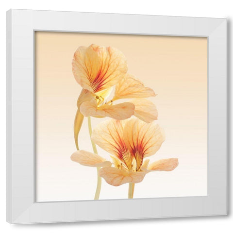 Nasturtium White Modern Wood Framed Art Print by Vilor
