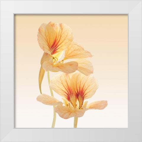 Nasturtium White Modern Wood Framed Art Print by Vilor