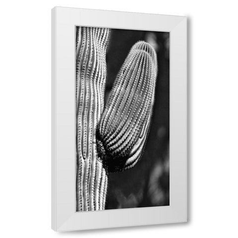 Tucson Saguaro White Modern Wood Framed Art Print by Pearlman, Steve