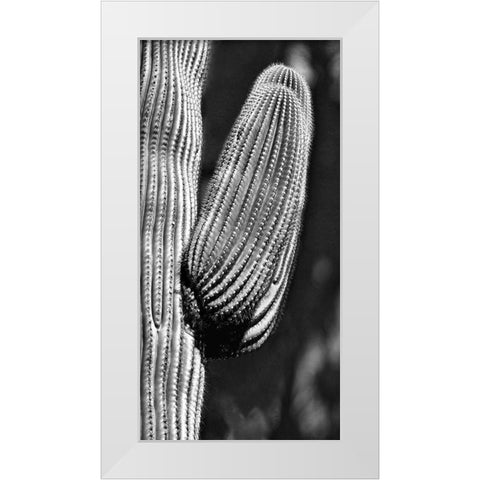 Tucson Saguaro White Modern Wood Framed Art Print by Pearlman, Steve