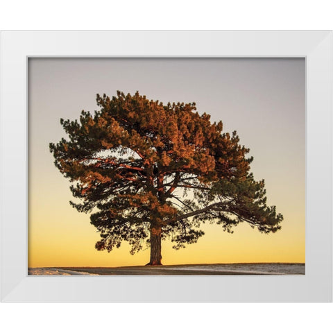 Pine at Sunset White Modern Wood Framed Art Print by Francis, V.