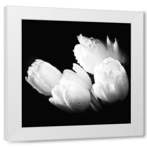 Water Droplets on White Tulips White Modern Wood Framed Art Print by Bednarek, M.