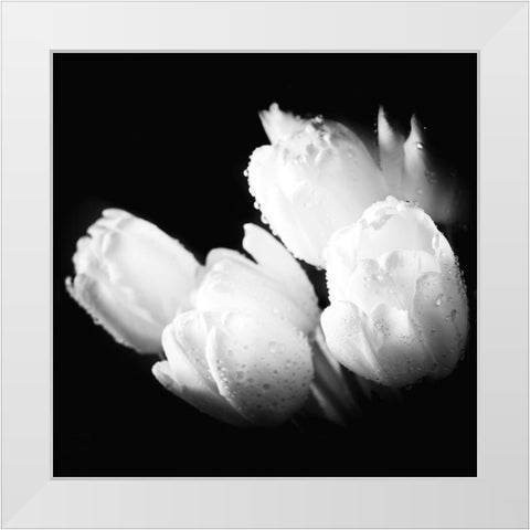 Water Droplets on White Tulips White Modern Wood Framed Art Print by Bednarek, M.