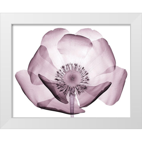 Translucent Lavender Poppy White Modern Wood Framed Art Print by Anonymous