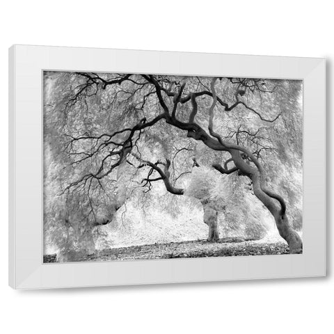 Enchanted Forest White Modern Wood Framed Art Print by Anonymous