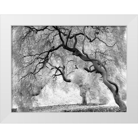 Enchanted Forest White Modern Wood Framed Art Print by Anonymous