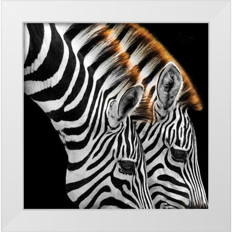 Zebras Grazing White Modern Wood Framed Art Print by Anonymous