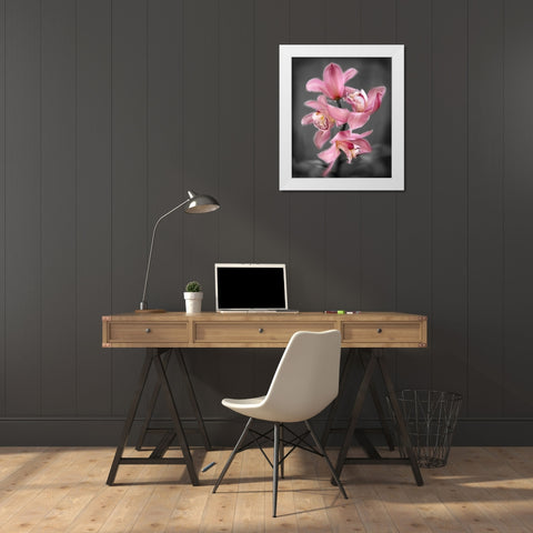 Cymbidium Orchid Bright Pink White Modern Wood Framed Art Print by Maloratsky, Igor