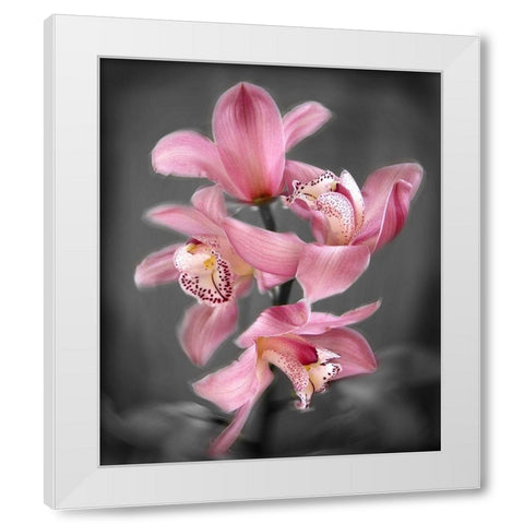 Cymbidium Orchid Bright Pink White Modern Wood Framed Art Print by Maloratsky, Igor
