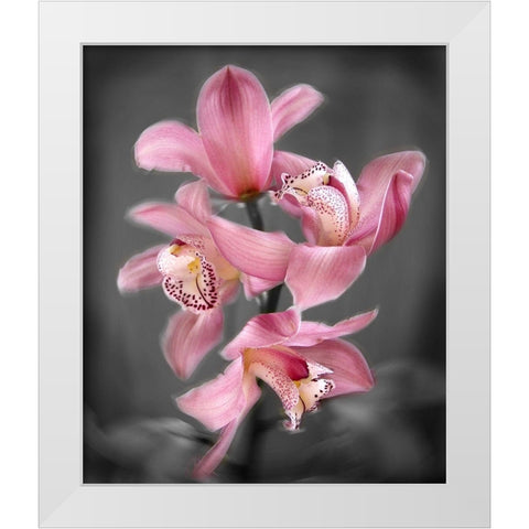 Cymbidium Orchid Bright Pink White Modern Wood Framed Art Print by Maloratsky, Igor