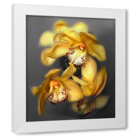 Cymbidium Orchid Yellow White Modern Wood Framed Art Print by Maloratsky, Igor