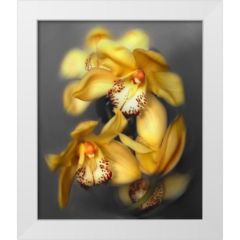 Cymbidium Orchid Yellow White Modern Wood Framed Art Print by Maloratsky, Igor