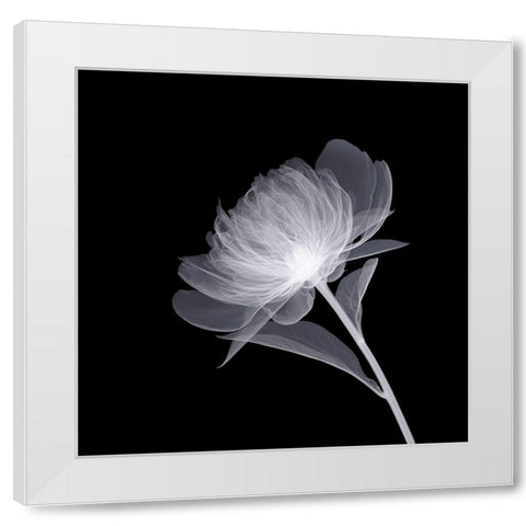 Full Bloom White Modern Wood Framed Art Print by Anonymous