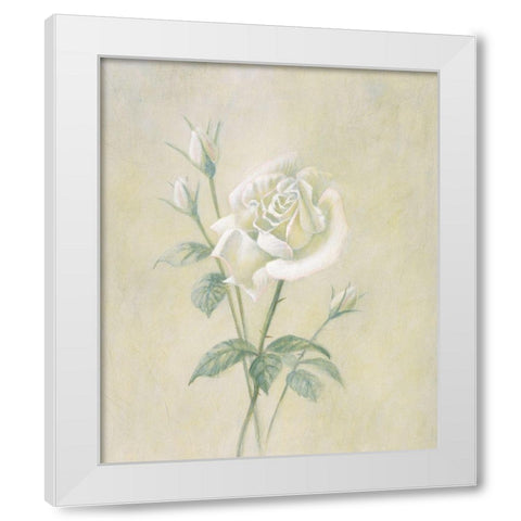 White Rose White Modern Wood Framed Art Print by Unknown