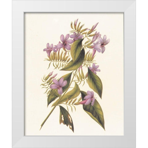 Botanical II White Modern Wood Framed Art Print by Unknown