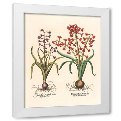 Hyacinth Botanical White Modern Wood Framed Art Print by Unknown