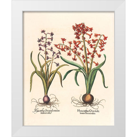 Hyacinth Botanical White Modern Wood Framed Art Print by Unknown