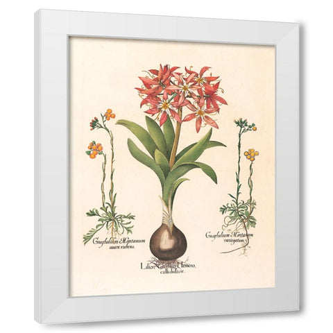 Lily Botanical White Modern Wood Framed Art Print by Unknown