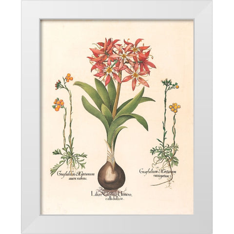 Lily Botanical White Modern Wood Framed Art Print by Unknown