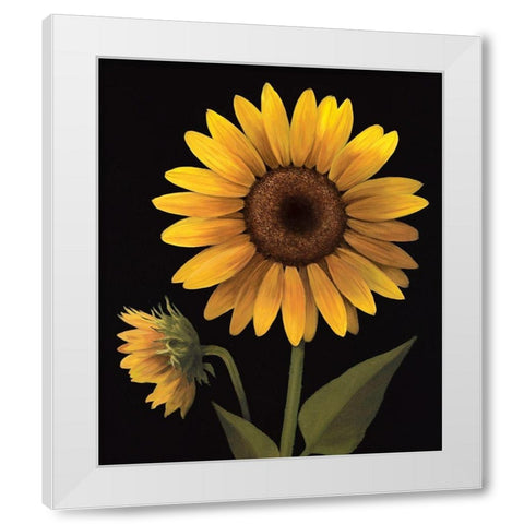 Sunflower II White Modern Wood Framed Art Print by Unknown