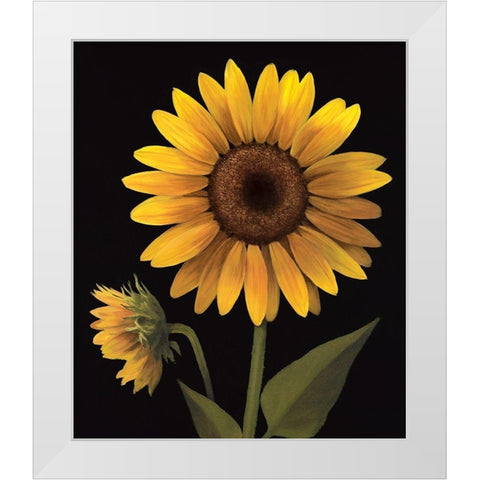 Sunflower II White Modern Wood Framed Art Print by Unknown