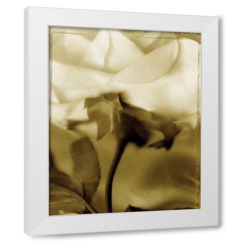 Flower Focus I White Modern Wood Framed Art Print by Unknown