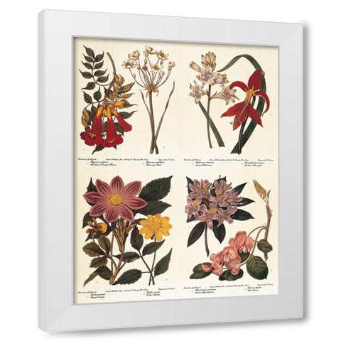 Botanicals White Modern Wood Framed Art Print by Unknown