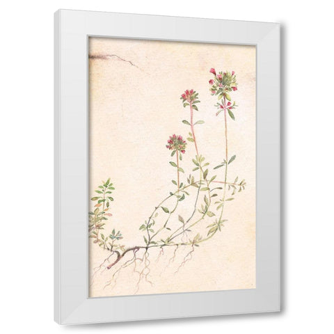 Thyme White Modern Wood Framed Art Print by Unknown