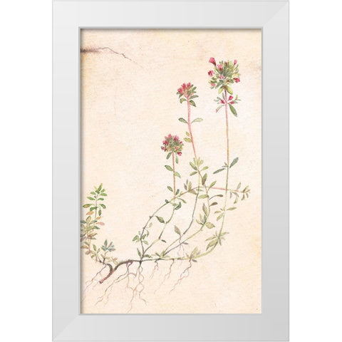 Thyme White Modern Wood Framed Art Print by Unknown