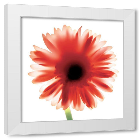 Floral II White Modern Wood Framed Art Print by Unknown