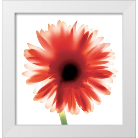 Floral II White Modern Wood Framed Art Print by Unknown
