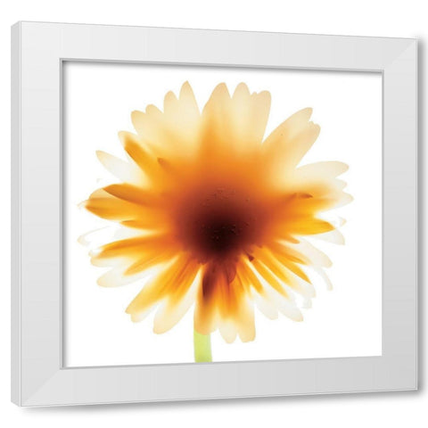 Floral III White Modern Wood Framed Art Print by Unknown