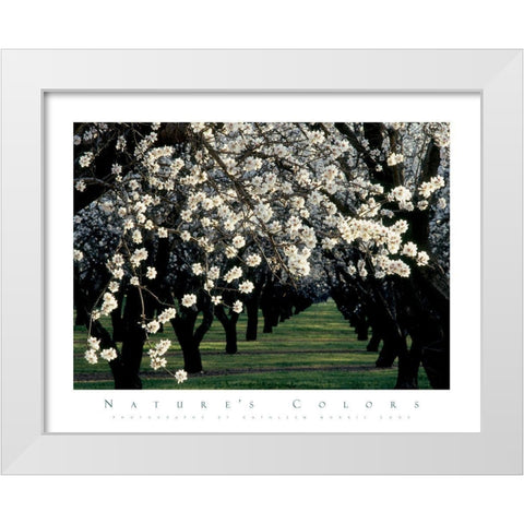 Apple Blossom Time White Modern Wood Framed Art Print by Unknown