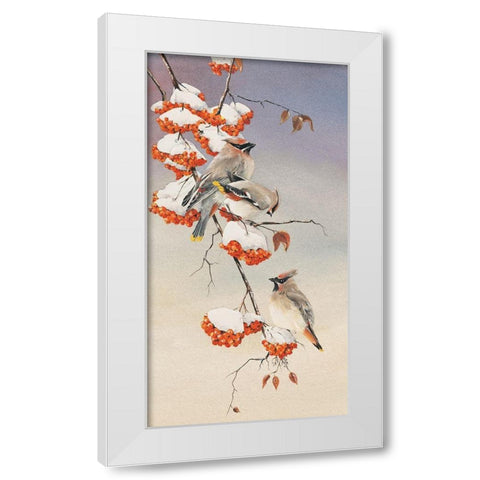 Finch on Perch White Modern Wood Framed Art Print by Unknown