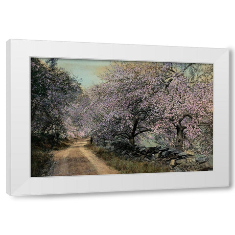 Apple Blossoms II White Modern Wood Framed Art Print by Unknown