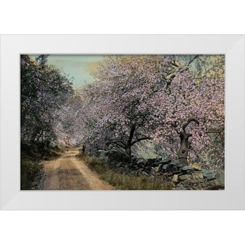 Apple Blossoms II White Modern Wood Framed Art Print by Unknown