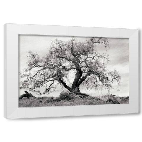Crab Apple Tree White Modern Wood Framed Art Print by Unknown