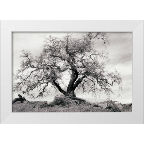 Crab Apple Tree White Modern Wood Framed Art Print by Unknown