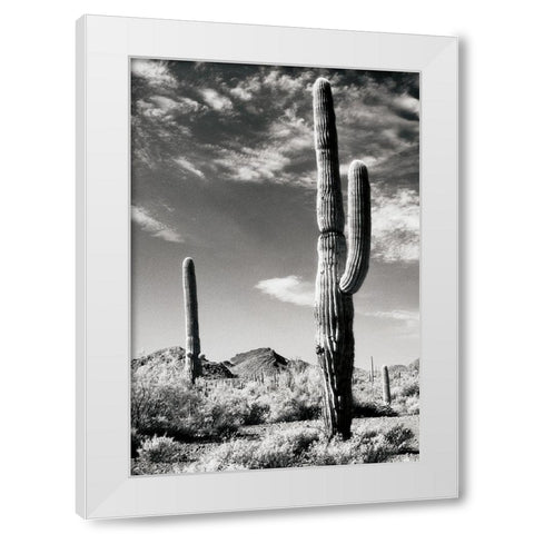 Cactus White Modern Wood Framed Art Print by Unknown