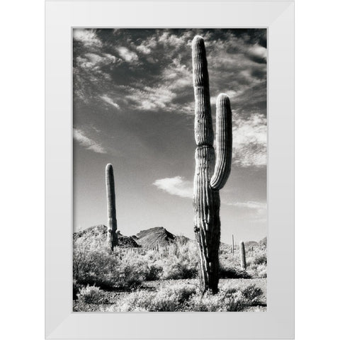 Cactus White Modern Wood Framed Art Print by Unknown