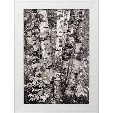 Birch Trees White Modern Wood Framed Art Print by Unknown