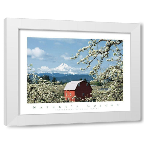 Red Barn and Apple Blossoms White Modern Wood Framed Art Print by Unknown