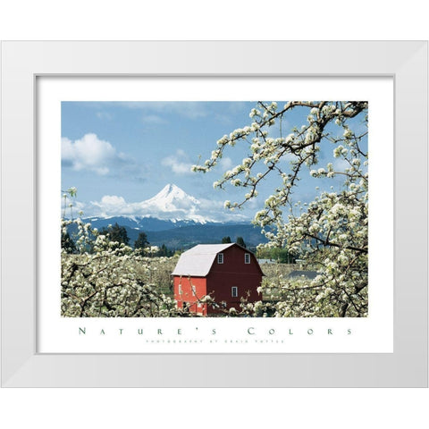 Red Barn and Apple Blossoms White Modern Wood Framed Art Print by Unknown