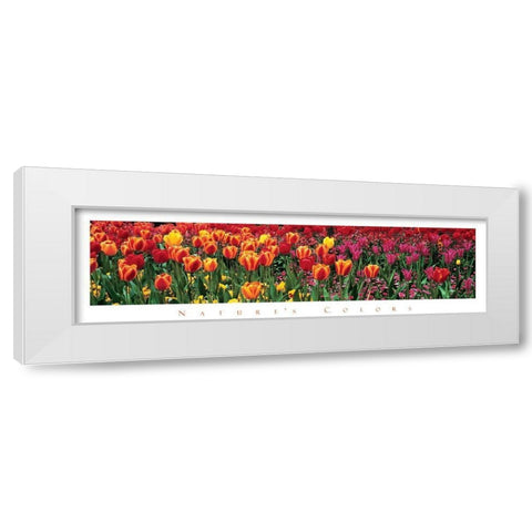 Tulips - Natures Colors White Modern Wood Framed Art Print by Unknown