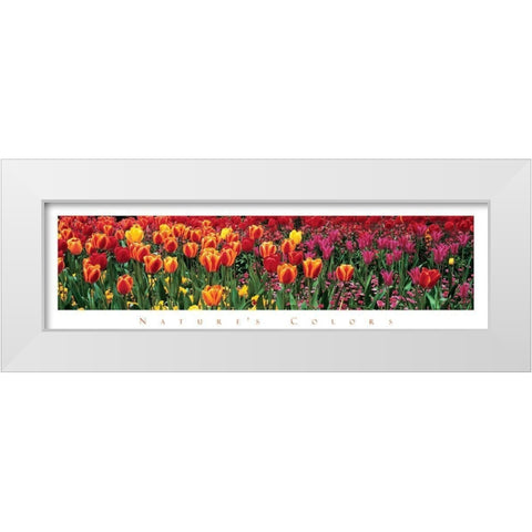 Tulips - Natures Colors White Modern Wood Framed Art Print by Unknown