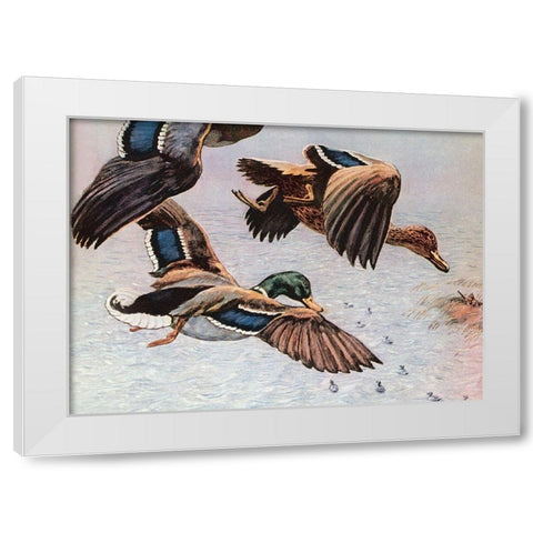 Sitting Ducks White Modern Wood Framed Art Print by Unknown